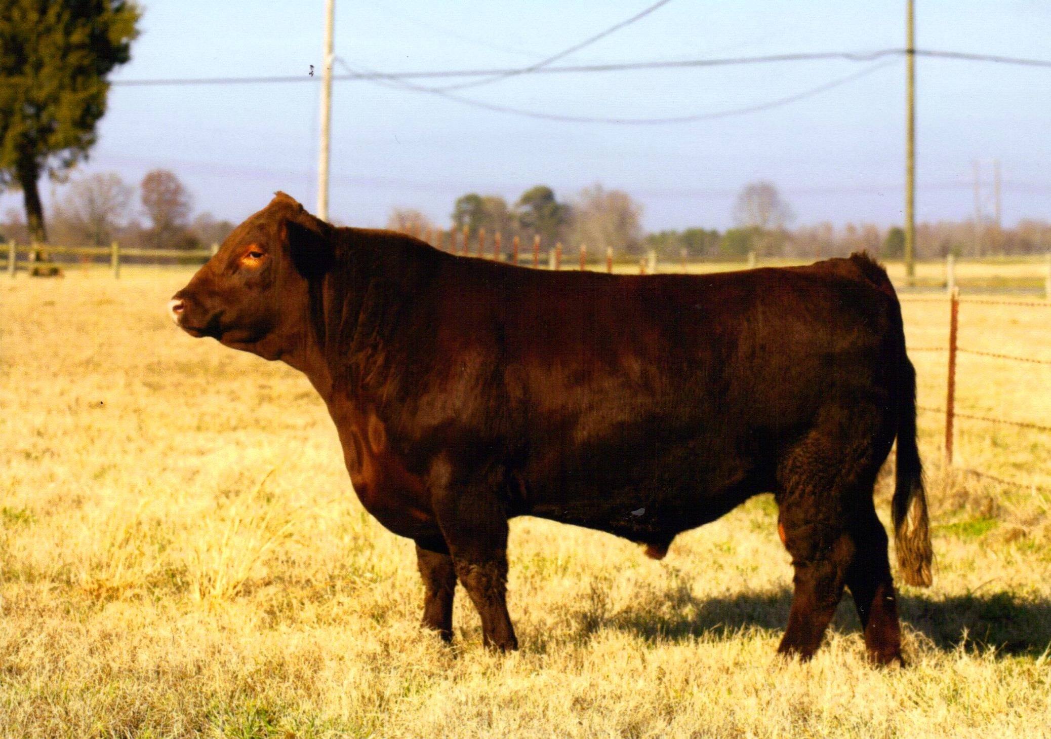 Redclound - Red Poll Cattle National Champion