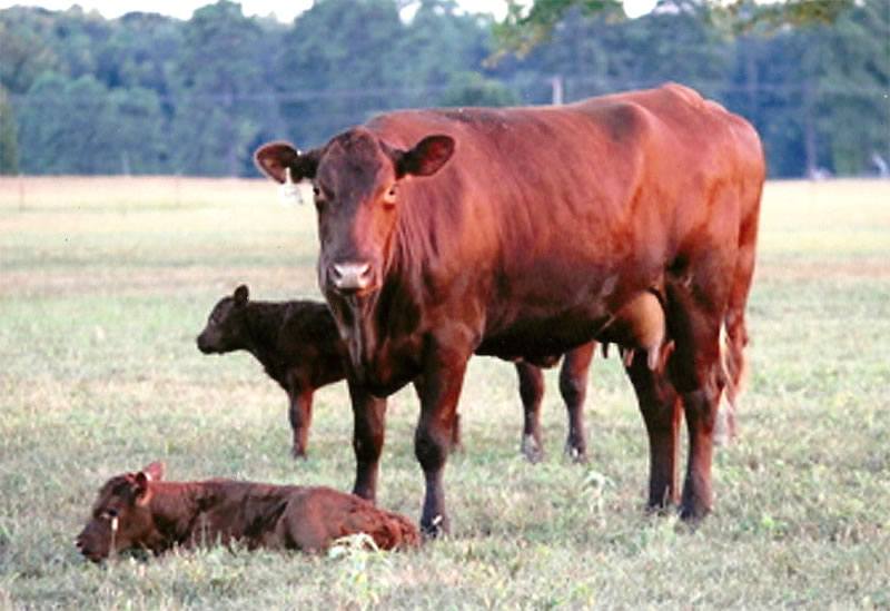 Esquire cows must exhibit calving ease.