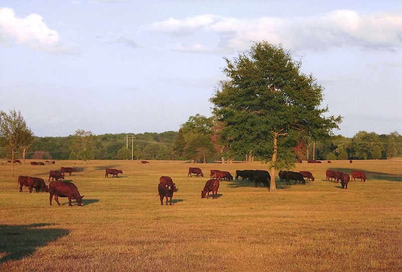 Perry County Ranch - Esquire Cattle