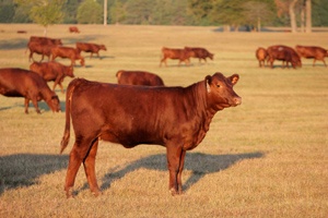 Excellent Selection of Red Poll Show Heifers for Sale
